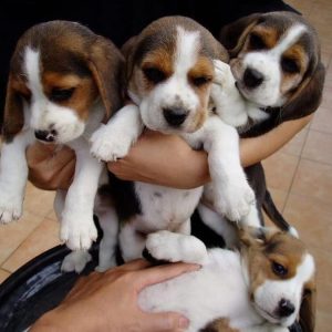 Beagle-Puppies-1-1.jpg