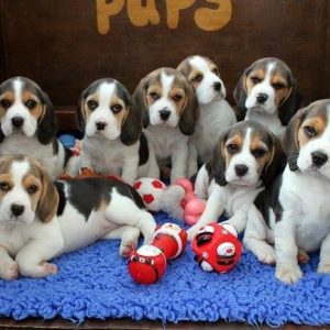 Beagle-Puppies-22.jpg