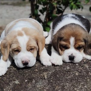 Beagle-Puppies-33-1.jpg