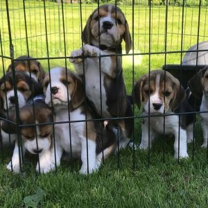 Beagle-Puppies-55.jpg