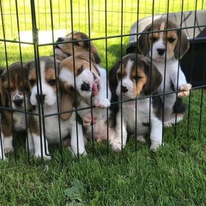 Beagle-Puppies-66.jpg