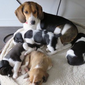 Beagle-Puppies-77-1-1024x1024-1.jpg
