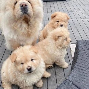 Chow-Chow-Puppies-1.jpg