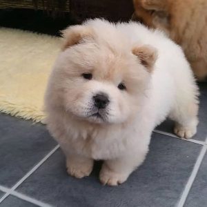 Chow-Chow-Puppies-22-2.jpg