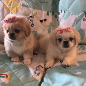 Pekingese-Puppies-3-1-1024x873-1.jpg