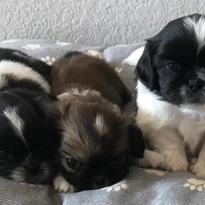 Pekingese-Puppies-4-1024x719-1.jpg