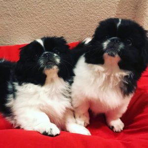 Pekingese-Puppies-5-1024x1024-1.jpg