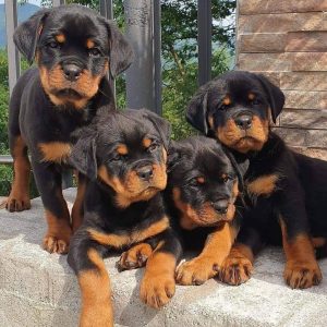 Rottweiler-Puppies-33-1-1024x1024-1.jpg