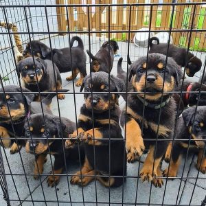 Rottweiler-Puppies-44.jpg