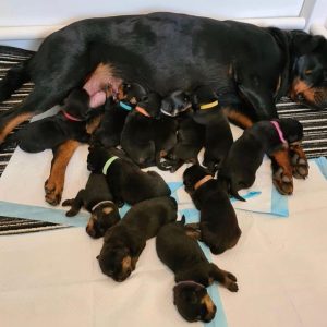 Rottweiler-Puppies-66-1024x1024-1.jpg